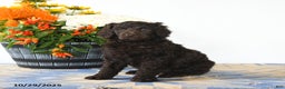 Standard Poodle dogs for sale: Muffin - Ad 4