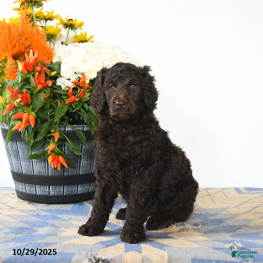 Standard Poodle dogs for sale: Muffin - Ad 4