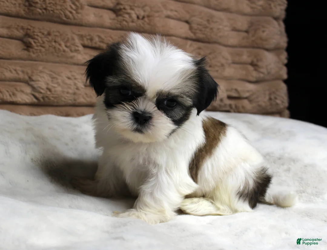 Shih Tzu dogs for sale: Ollie - Ad 2
