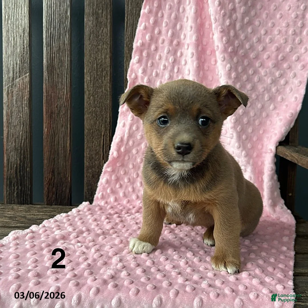 Mixed Breed dogs for sale: Jane - Ad 1