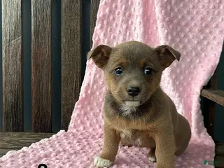 Mixed Breed dogs for sale: Jane - Ad 1