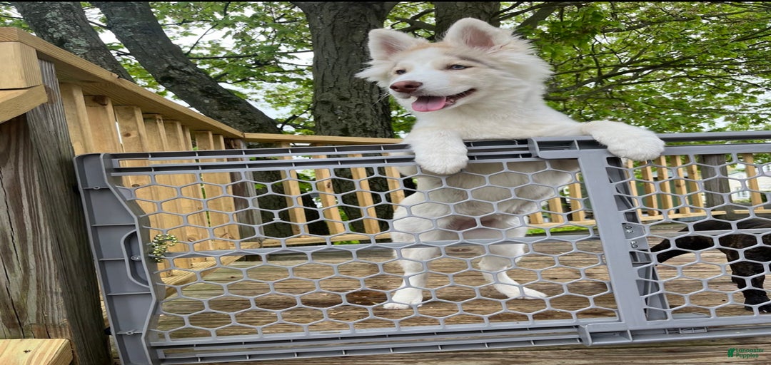 Gallery Image {{count}}