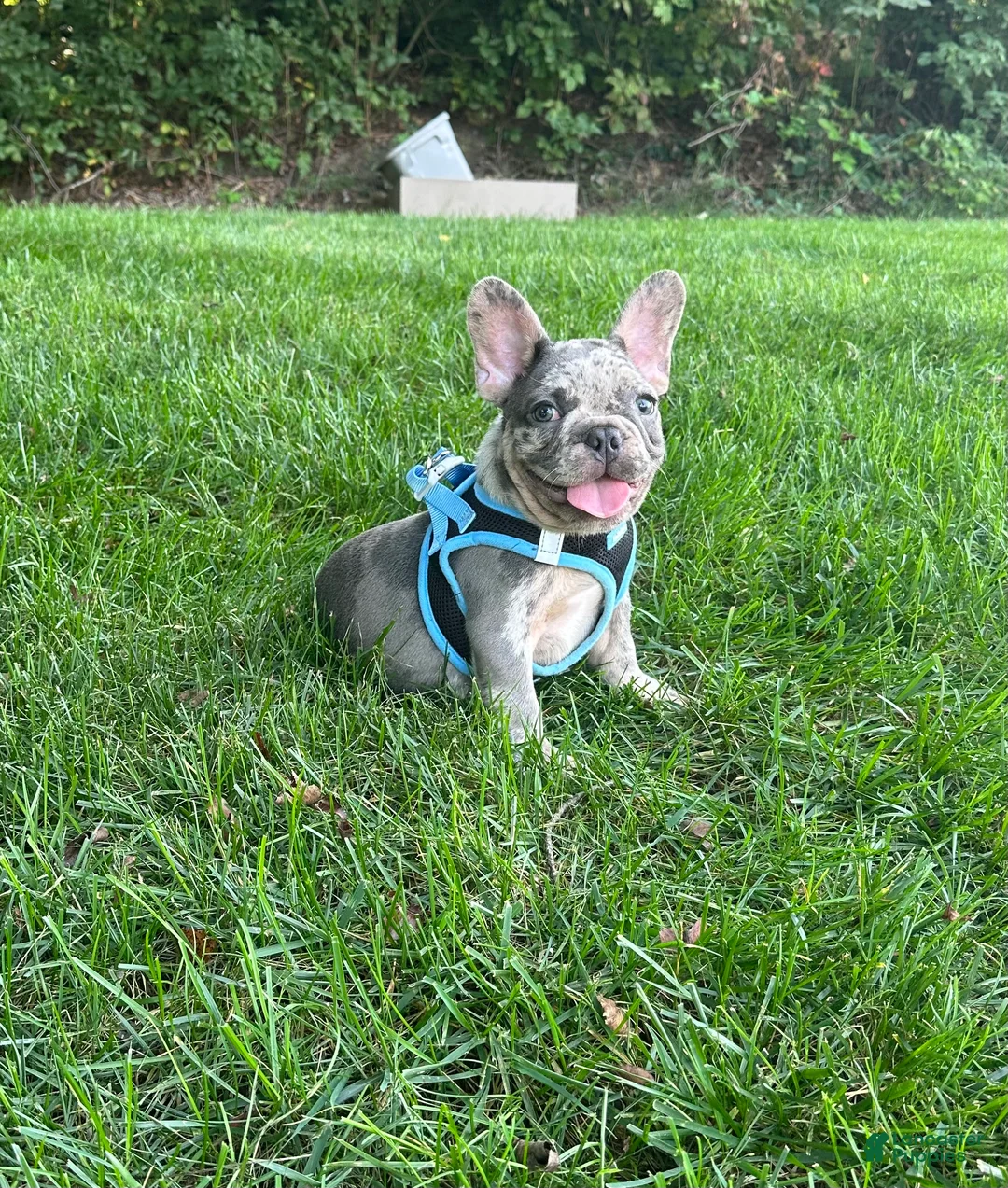French Bulldog dogs for sale:  Lain - Ad 2
