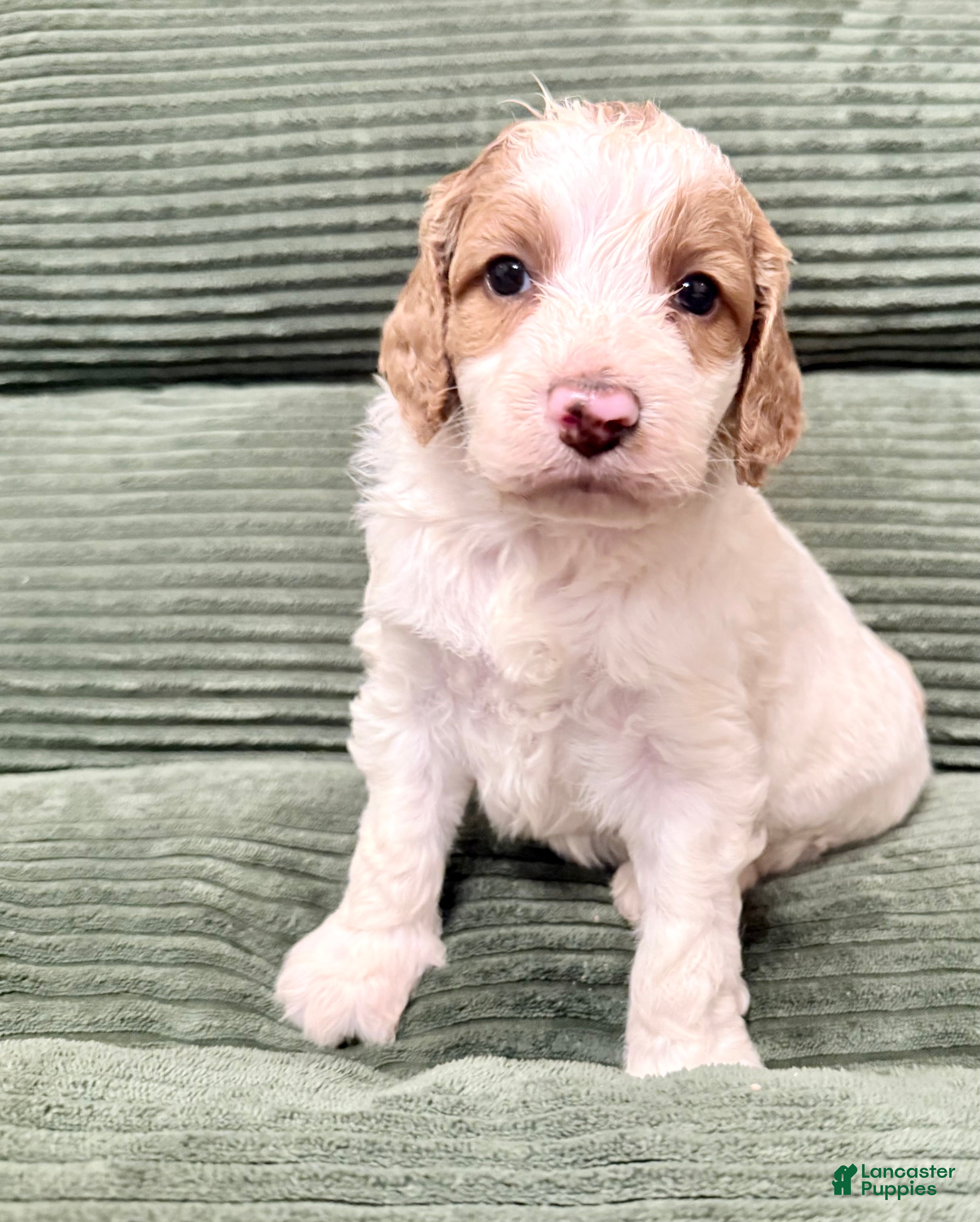 Irish Doodle dogs Irish Doodle Puppy 8 - Ad 3