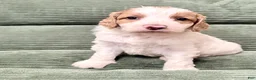 Irish Doodle dogs for sale: Irish Doodle Puppy 8 - Ad 1