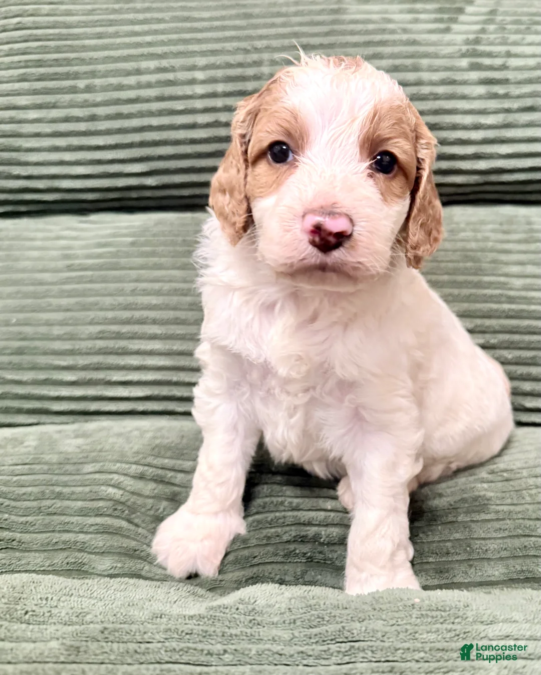 Irish Doodle dogs for sale: Irish Doodle Puppy 8 - Ad 1