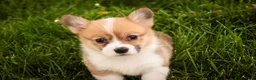 Welsh Corgi Pembroke dogs for sale: Zoe - Ad 8