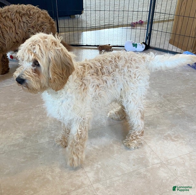 Mini Goldendoodle dogs Logan-medium - Ad 2