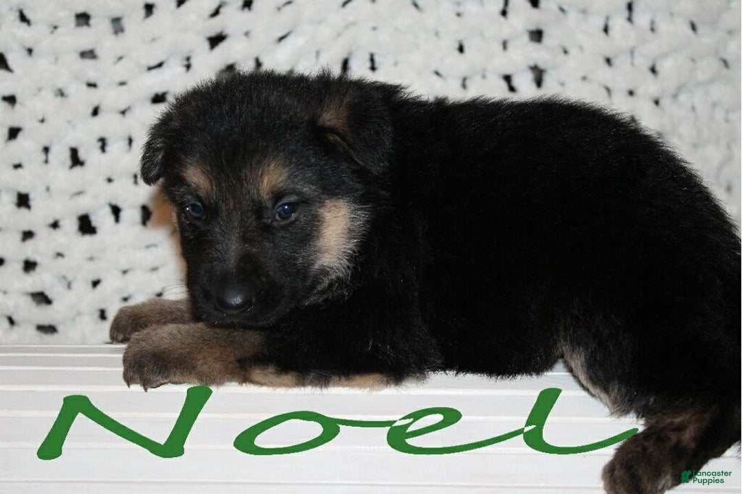 German Shepherd dogs for sale: German Shepherd Puppy 4 Noel - Ad 2