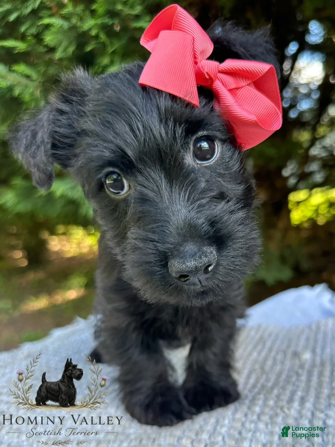 Scottish Terrier dogs for sale: Lottie-AKC-HealthTestedParenrs - Ad 2
