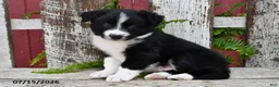 Border Collie dogs for sale: Dakota - Ad 1