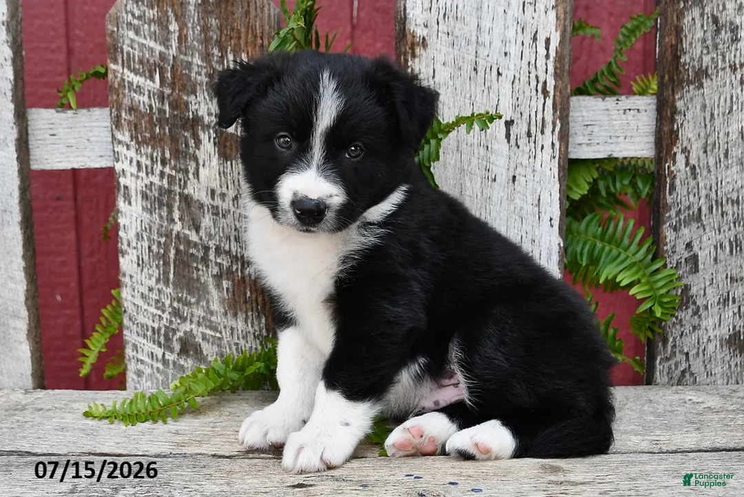 Border Collie dogs for sale: Dakota - Ad 1