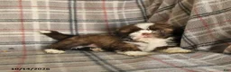 Shih Tzu dogs for sale: Toffee - Ad 4