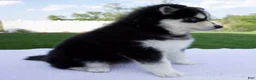 Pomsky dogs for sale: Sophie - Ad 3
