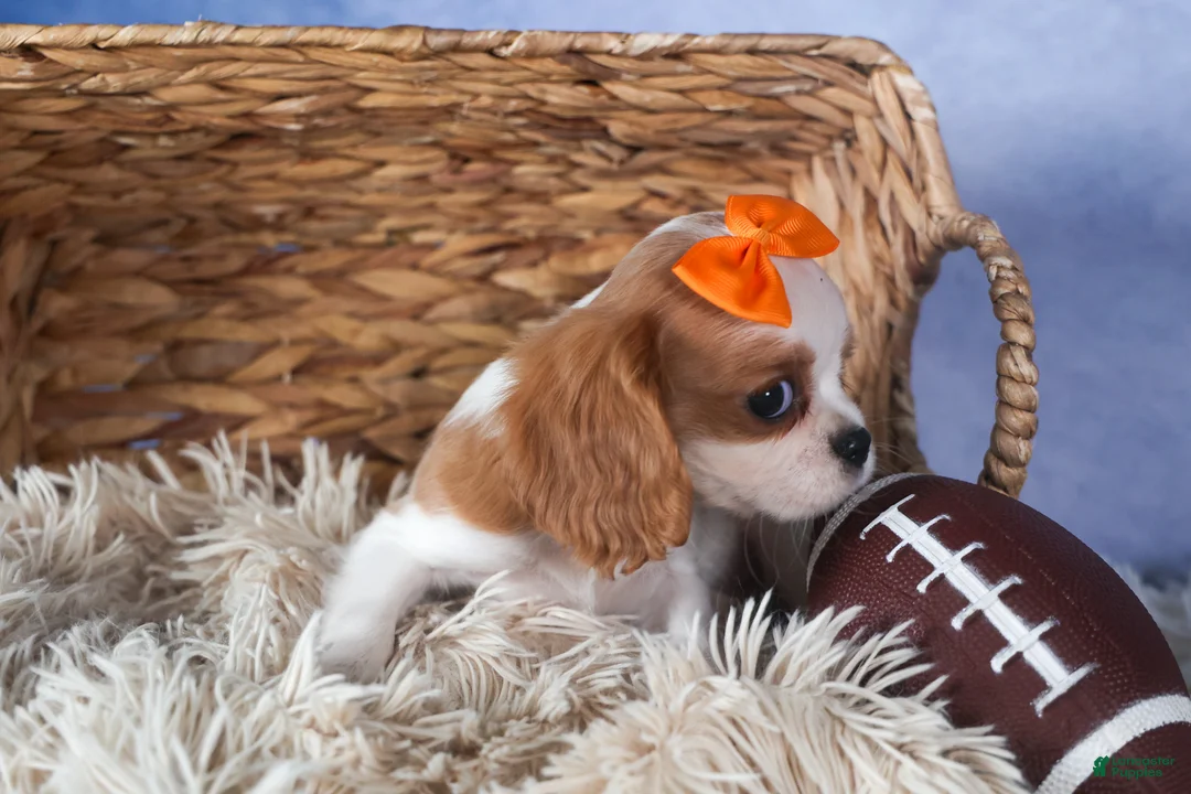 Cavalier King Charles Spaniel dogs for sale: Patsy - Ad 13