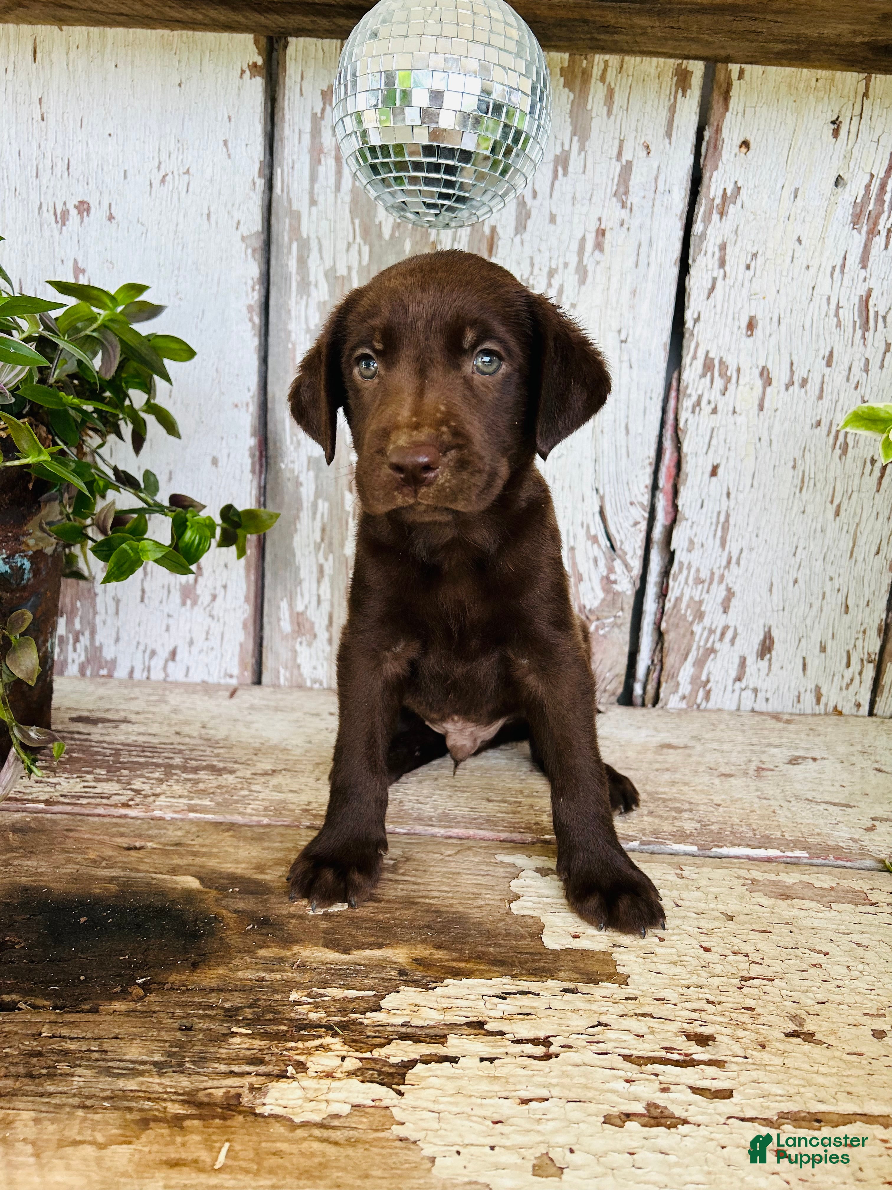 Labrador Retriever dogs Charlie - Ad 1