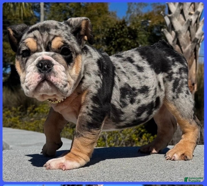 English Bulldog dogs English Bulldog Puppy 1 - Ad 2
