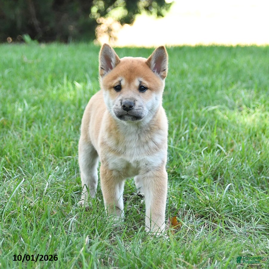 Shiba Inu dogs Gizmo - Ad 2