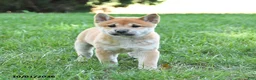 Shiba Inu dogs for sale: Gizmo - Ad 2