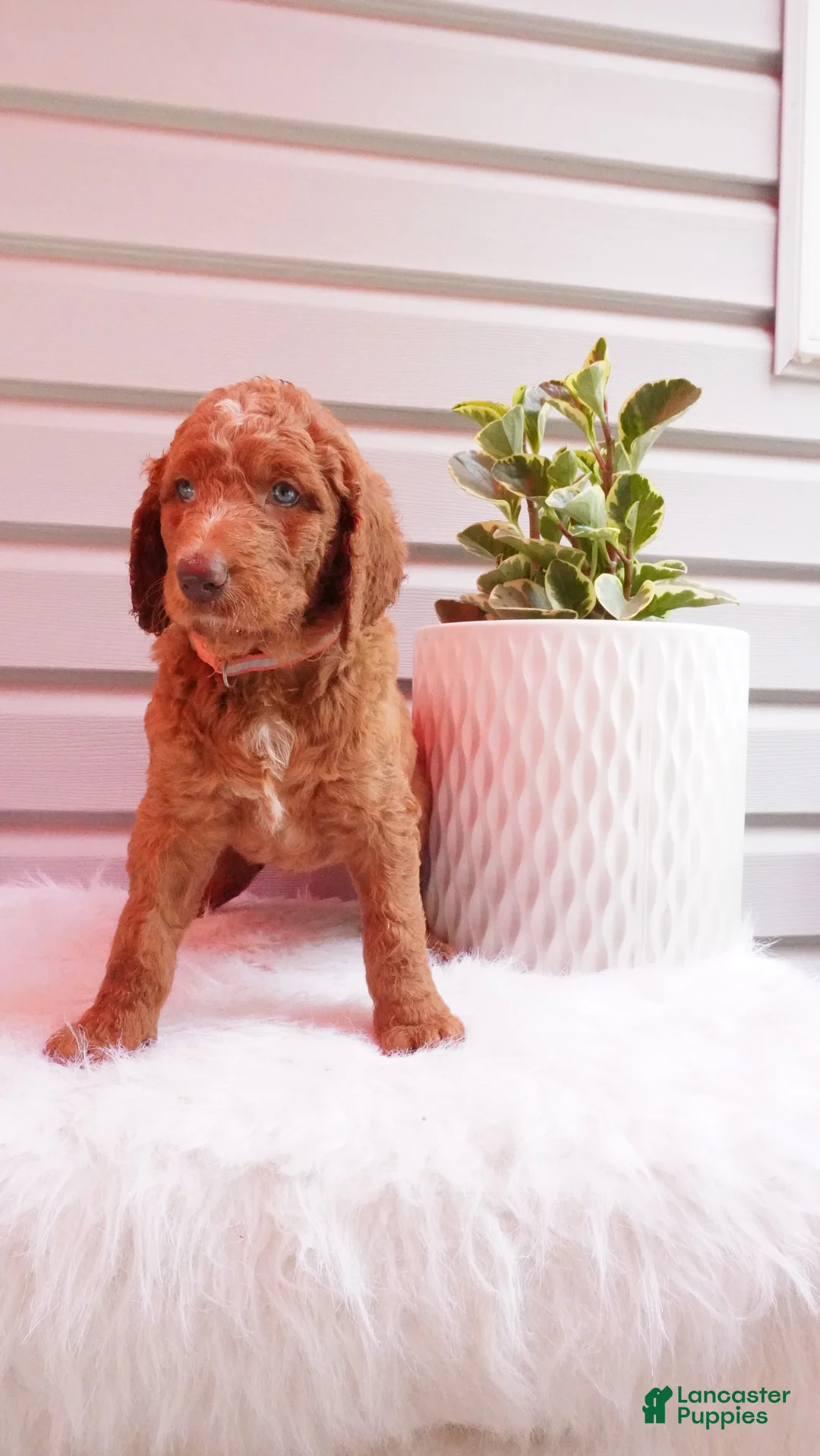 Goldendoodle dogs for sale: Gabbi  - Ad 2
