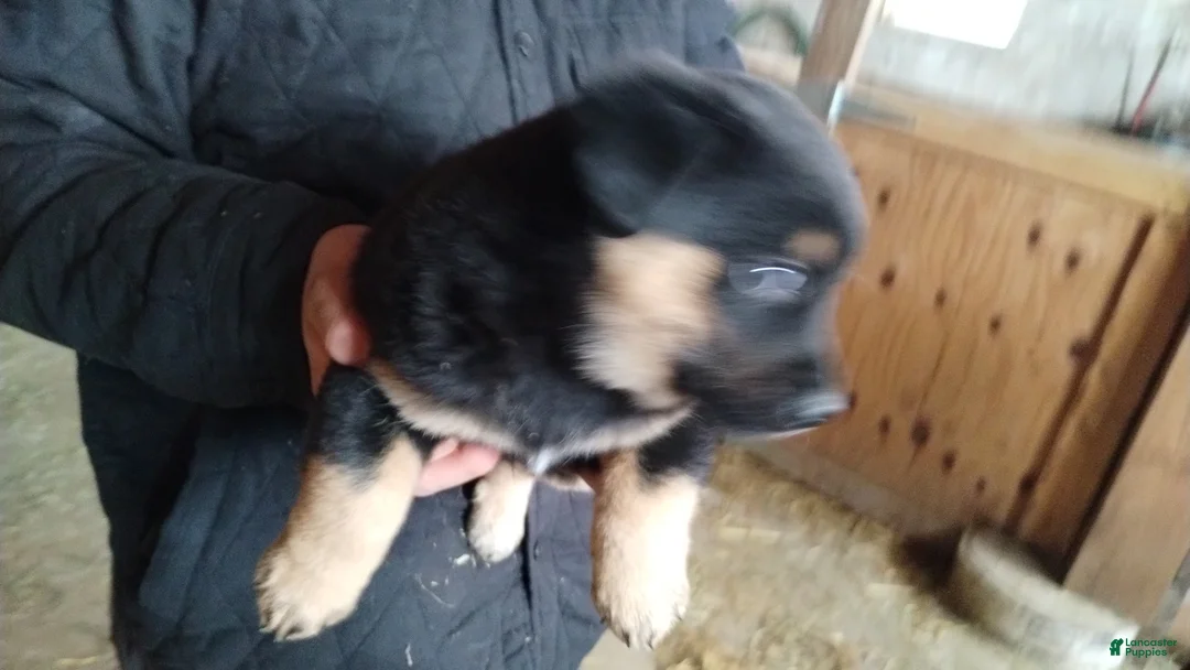 Mixed Breed dogs for sale: Cricket - Ad 2