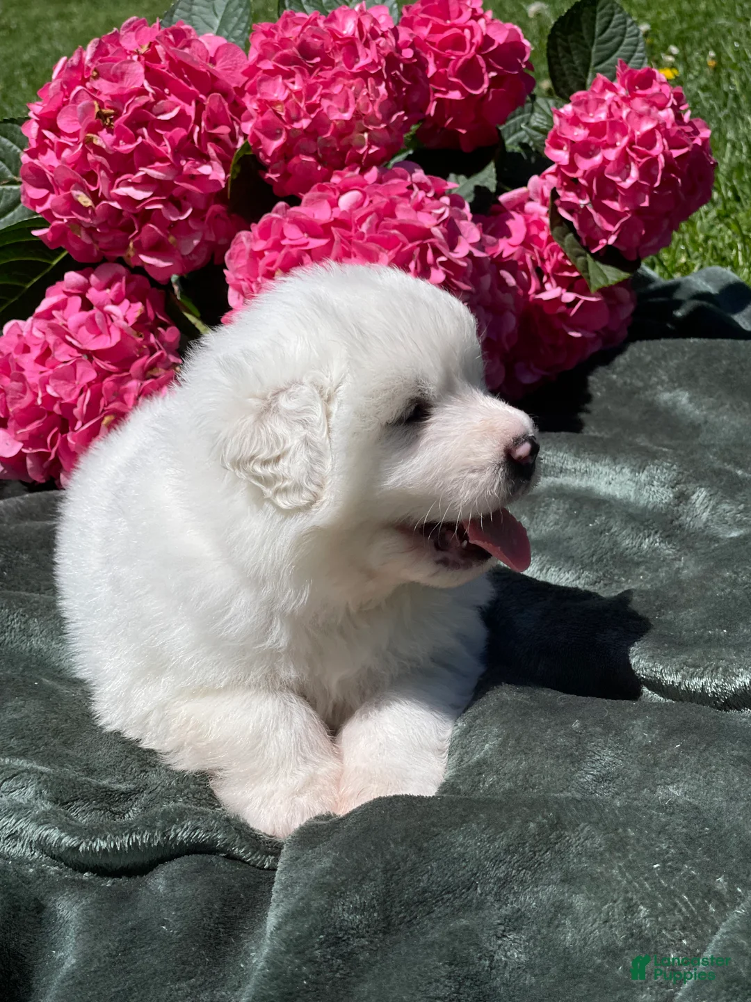 Great Pyrenees dogs for sale: Moose - Ad 2