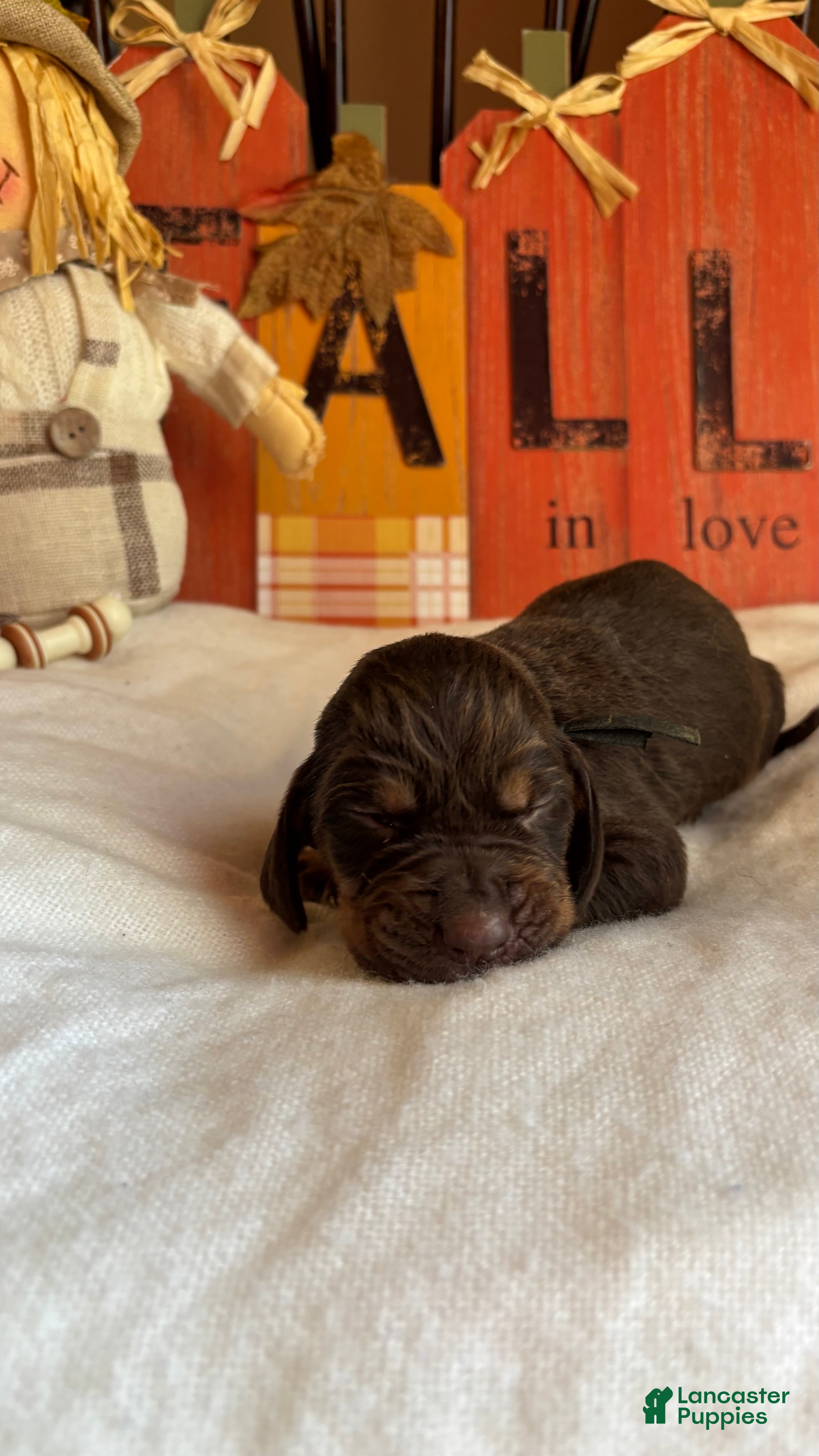 Bloodhound dogs Black collar male  - Ad 2