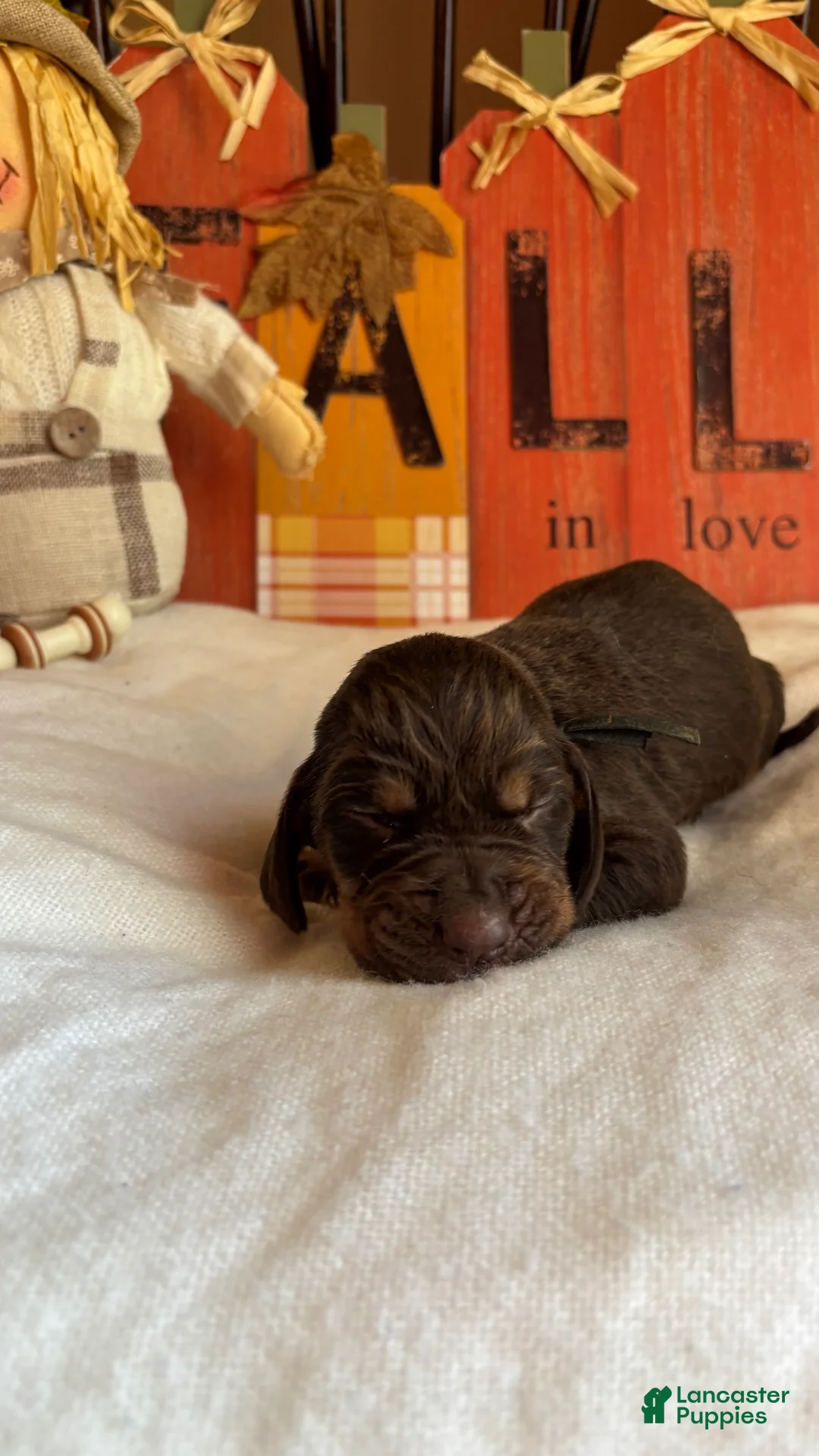 Bloodhound dogs for sale: Black collar male  - Ad 2
