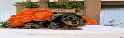 Miniature Dachshund dogs for sale: Miniature Dachshund Puppy 3 - Ad 2