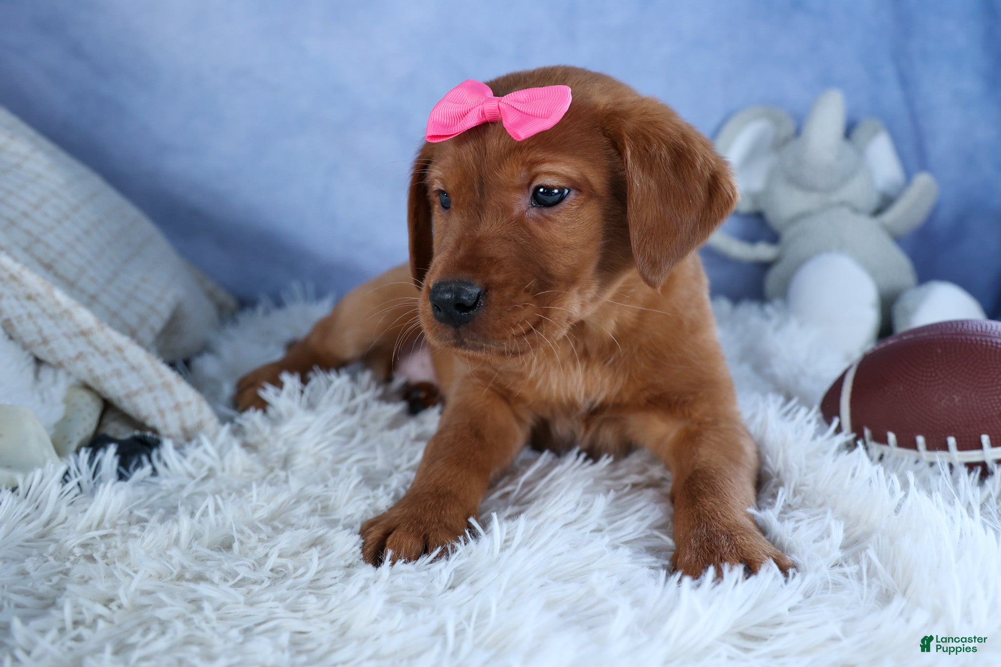 Labrador Retriever dogs DAISY - Ad 2