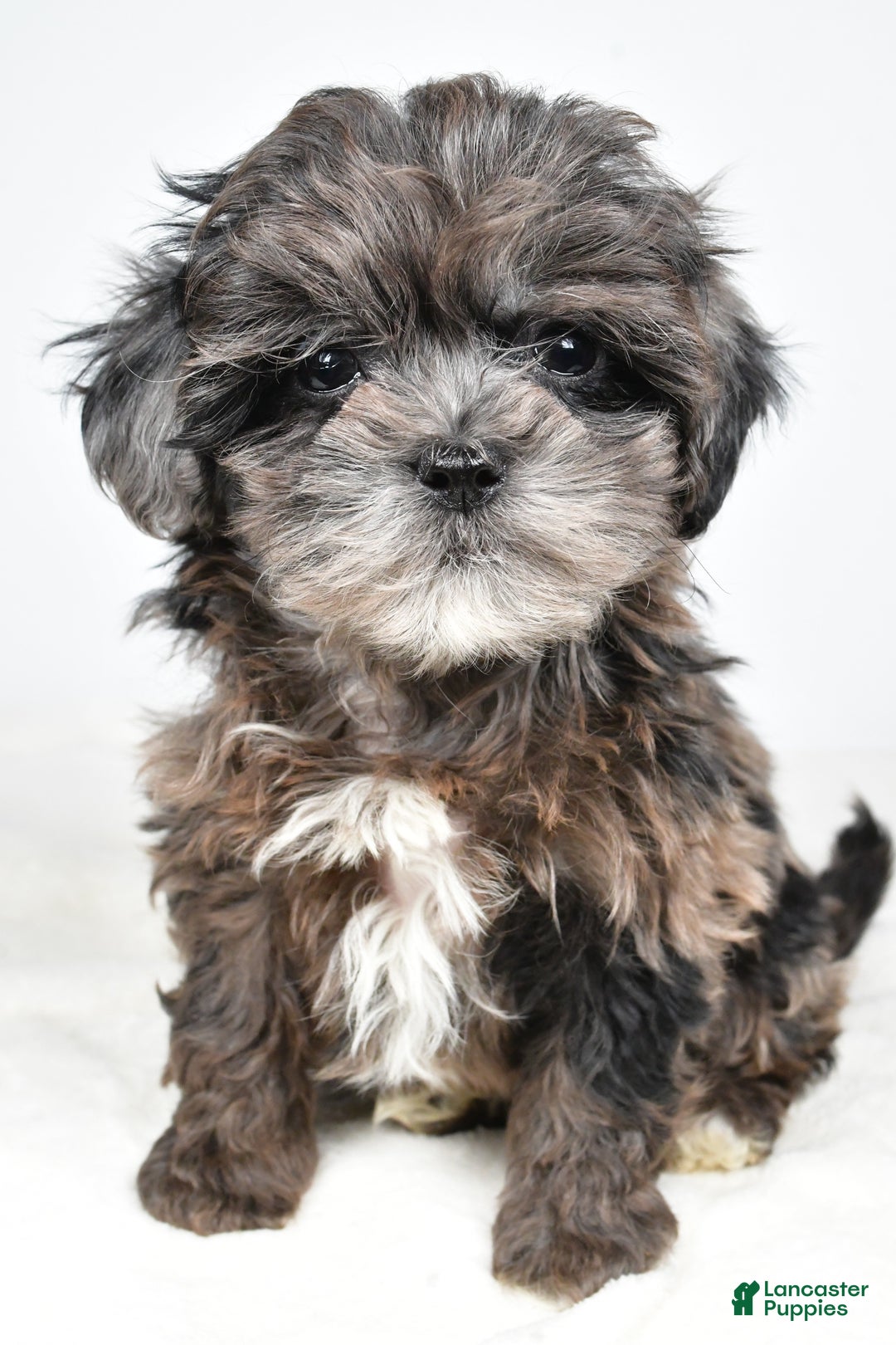 Shihpoo dogs for sale: Jenny - Ad 8