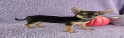 Chihuahua dogs for sale: Zoey - Ad 9