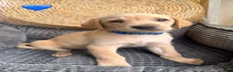 Labrador Retriever dogs for sale: Blue Collar Male - Ad 3