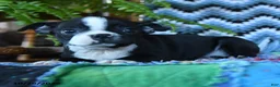 Boston Terrier dogs for sale: Liberty - Ad 3