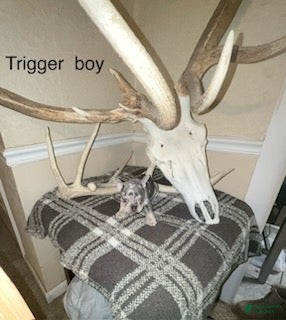 French Bulldog dogs Trigger Boy - Ad 9