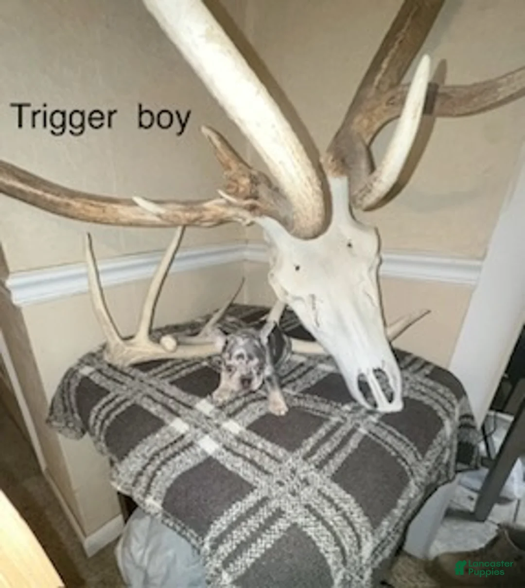 French Bulldog dogs for sale: Trigger Boy - Ad 1
