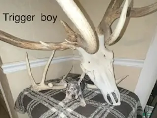 French Bulldog dogs Trigger Boy - Ad 9