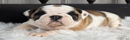 English Bulldog dogs for sale: Bella - Ad 5