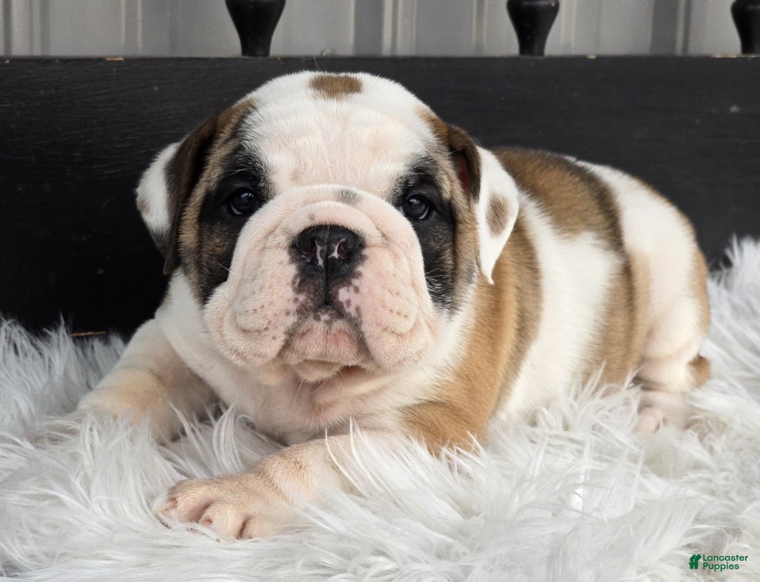 English Bulldog dogs for sale: Bella - Ad 5