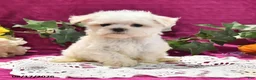 Maltese dogs for sale: Toby - Ad 5