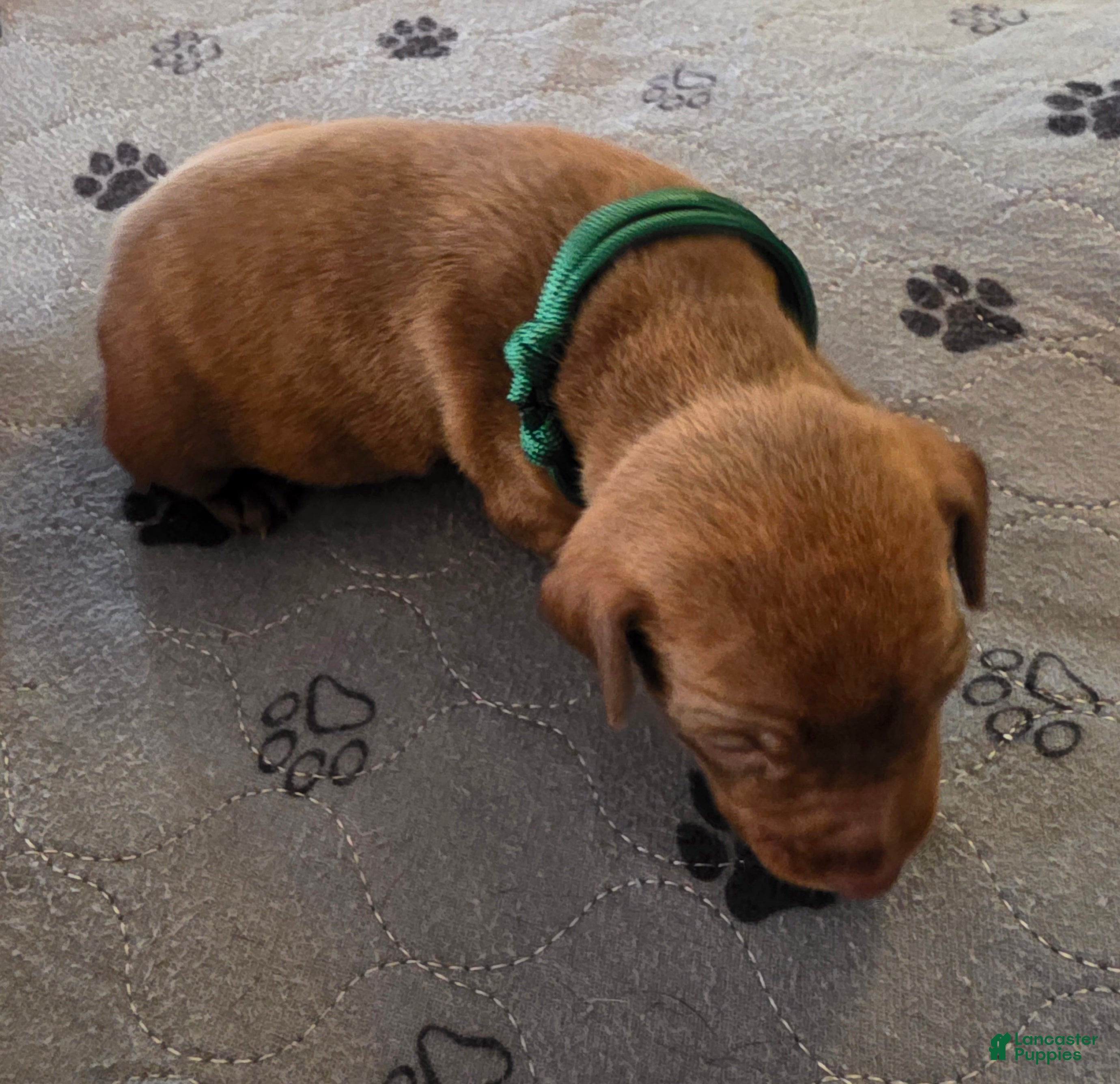 Miniature Pinscher dogs J-green  - Ad 2