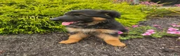 German Shepherd dogs for sale: Jenna - Ad 3