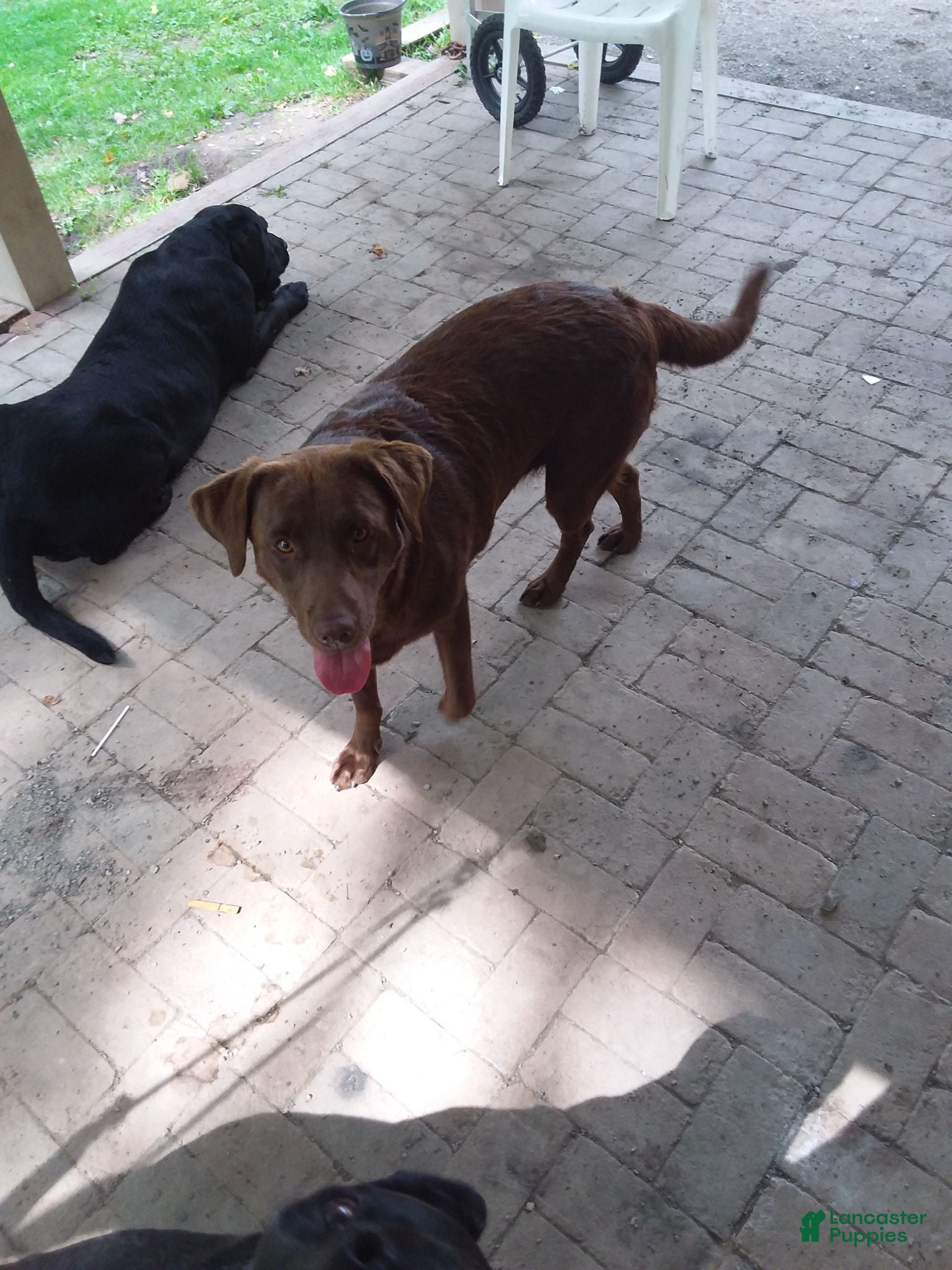 Labrador Retriever dogs Labrador Retriever 1 - Ad 2