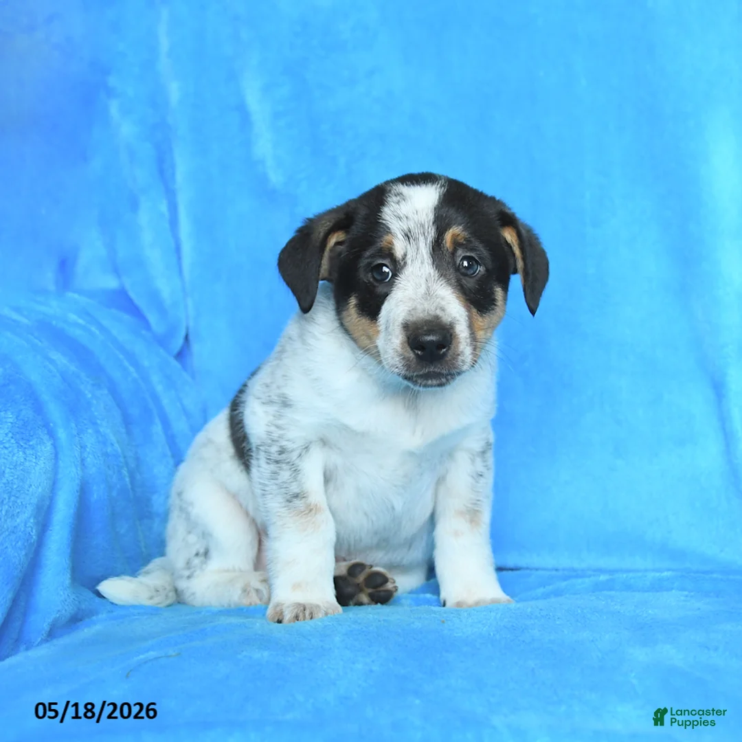 Australian Cattle Dog dogs for sale: Rick  - Ad 1