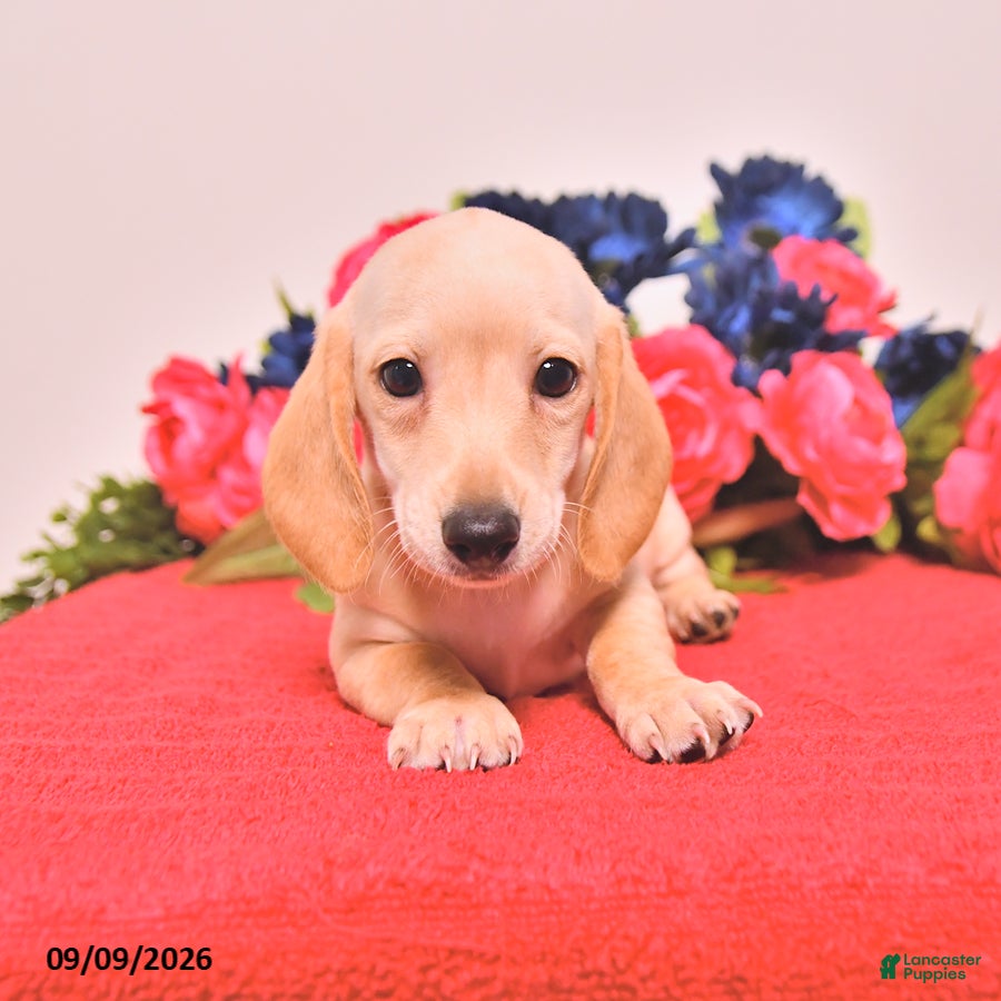 Miniature Dachshund dogs Wesley - Ad 2
