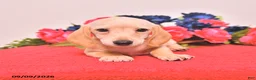 Miniature Dachshund dogs for sale: Wesley - Ad 2