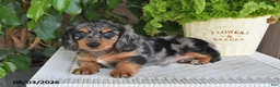 Miniature Dachshund dogs for sale: Serena - Ad 4