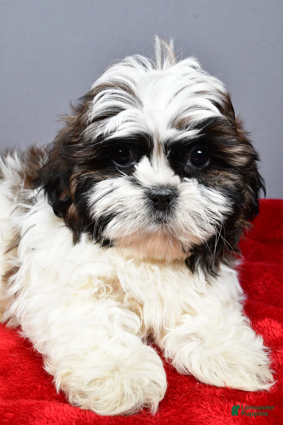 Shih Tzu dogs for sale: Flash - Ad 3