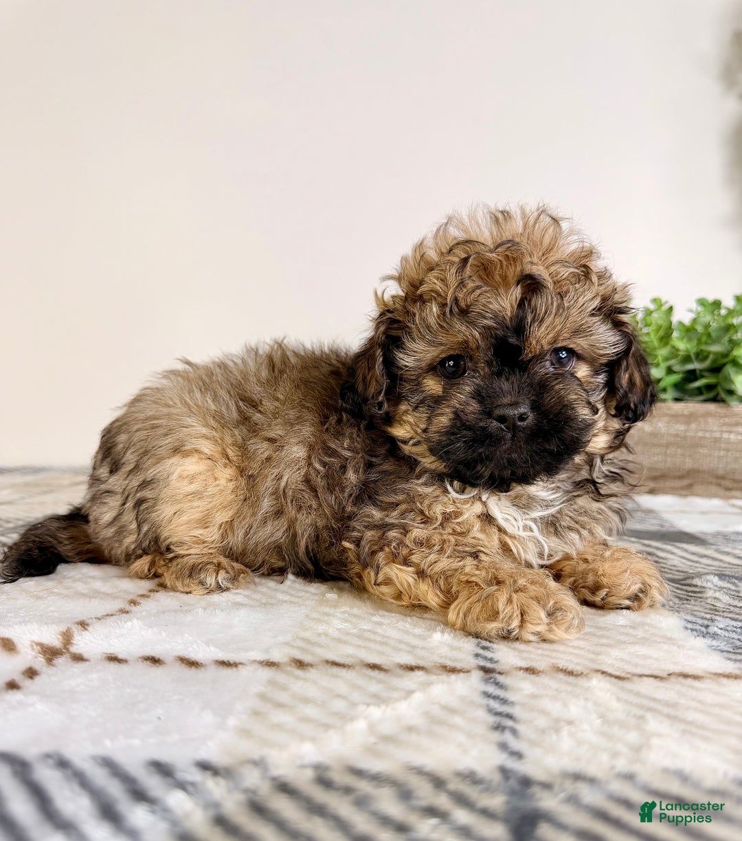 Malshi dogs for sale: Maggie - Ad 3