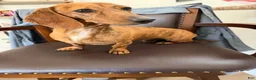 Dachshund dogs for sale: Nelly - Ad 3